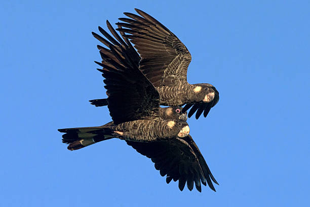 istock Carnaby's Black Cockatoo (Calyptorhynchus latirostris) in Western Australia 2219497201