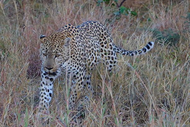 Leopard / Leopard / Panthera pardus