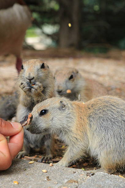 istock Perrito de la pradera o prairie dog 2219499964