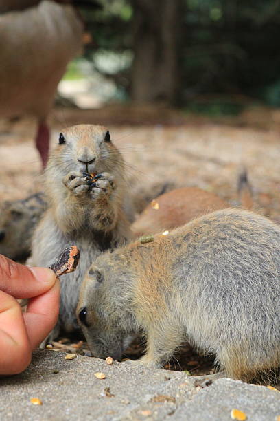 istock Perrito de la pradera o prairie dog 2219500077