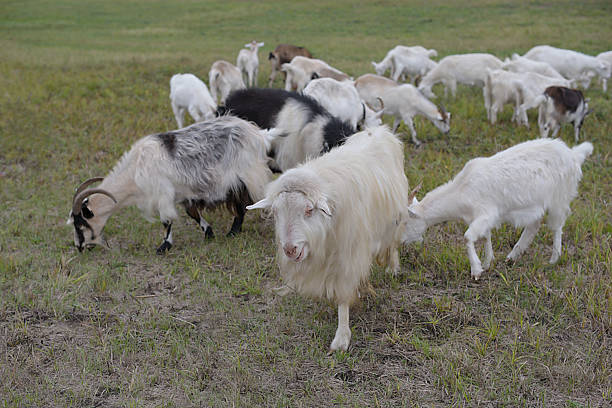 Close up on a Brown and white Boer goat standing in a meadow