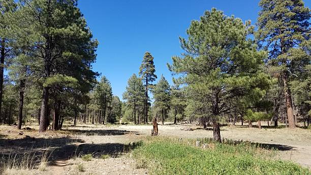 istock Carr Lake Trail in the Apache Sitgreaves National Forest 2219501289