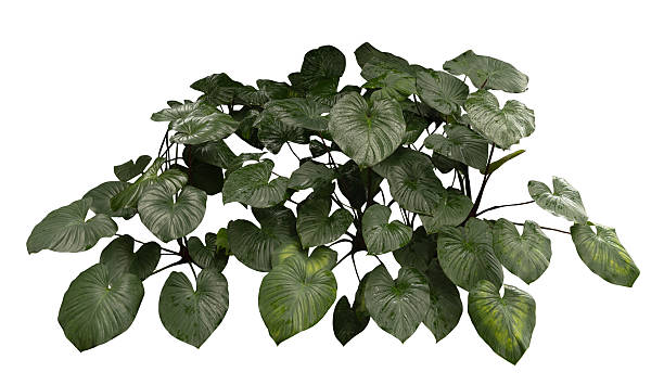 istock Tropical plant monstera bush shrub tree isolated on white background with clipping path. 2219502089