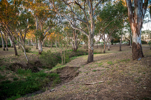 Eucalyptus trees during golden hour, creating a serene woodland scene with natural textures and soft lighting