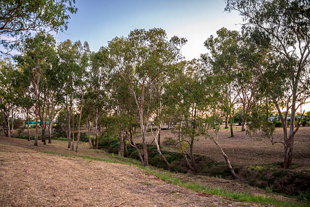 istock Serene Landscape Featuring Trees and Vast Grassy Open Field at Sunset, Roma, Australia, 28 November 2020 2219502385