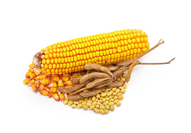 Corn cob with grain and soybean pods with beans isolated on a white background.