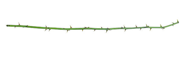 istock Green rose branch with thorns isolated on white background. 2219502577