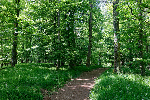 The Moselsteig is a long distance hiking trail between Perl (Saarland) and Koblenz (Rhineland-Palatinate) in Germany, that explores the Mosel valley with its varying landscapes. This picture shows a view from stage 16 between Neef and Ediger-Eller (Rhineland-Palatinate).