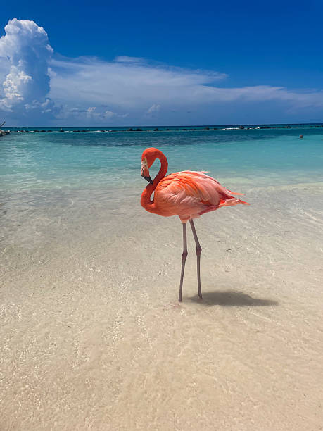 istock Aruba Flamingo 2219505137