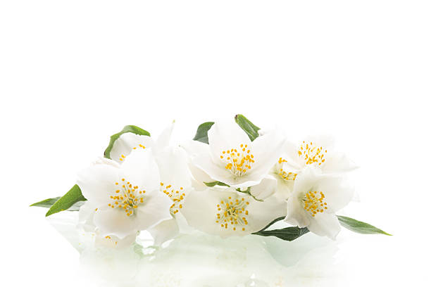 istock Blooming delicate jasmine flower isolated on white background 2219505697
