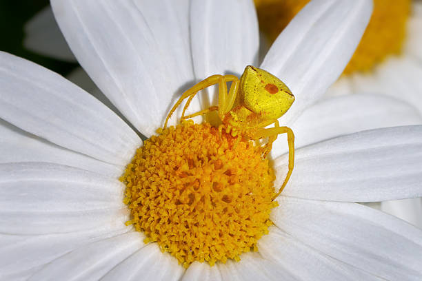 istock Heather Crab Spider (Thomisus onustus) yellow female on a marguerite 2219506087