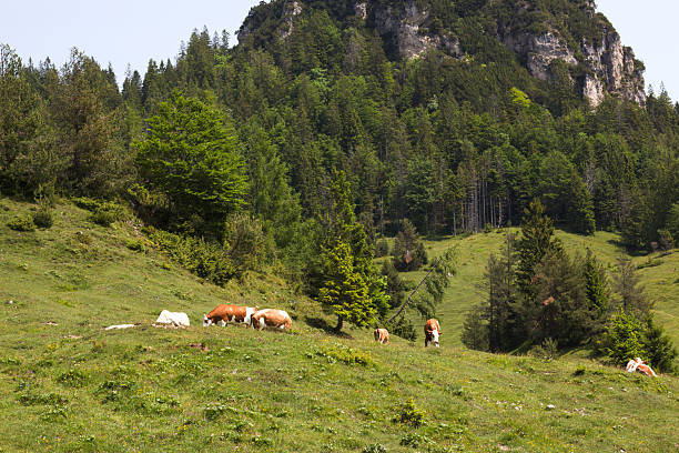 istock Grazing cows in lush meadows under the Alps' refreshing backdrop in Tyrol, Austria during a clear sunny day of early summer 2219506173