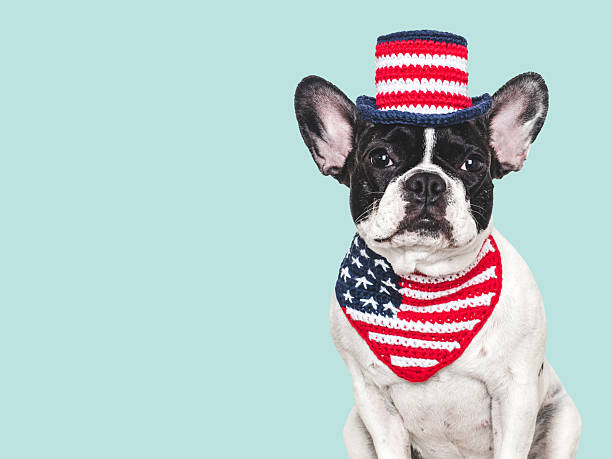 istock Cute puppy, top hat and American Flag. Studio shot 2219506750