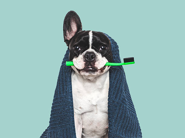 istock Cute puppy, blue towel and toothbrush. Studio shot 2219506803
