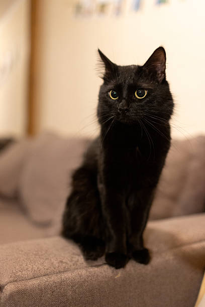 istock A black fluffy cat is sitting on the couch 2219508336