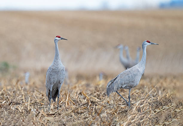 istock Sandhill Cranes on Farmland 2219509285