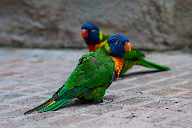 istock Colorful lorikeets play on a stone path in the afternoon 2219509434