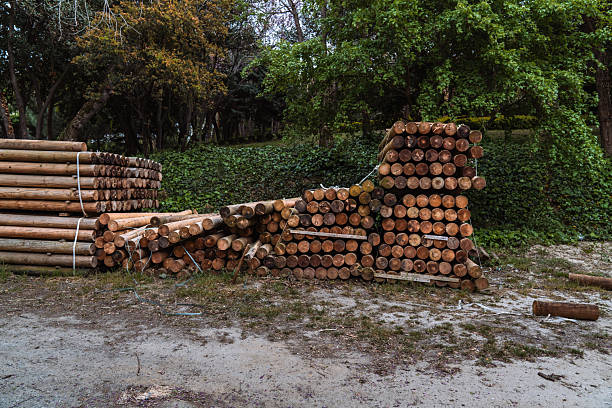 Large stacks of cut and processed round timber posts are piled at the edge of a forest, ready for industrial use or construction. Close-up shots reveal the detailed texture of the wood grain and annual growth rings. This series represents the forestry industry, natural resources, and the preparation of raw materials