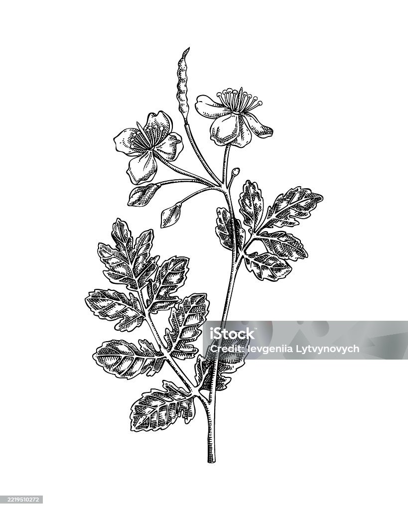 Poisonous Raspberry Drawing Poisonous Plant Drawing Stock Illustration - Download Image Now ...