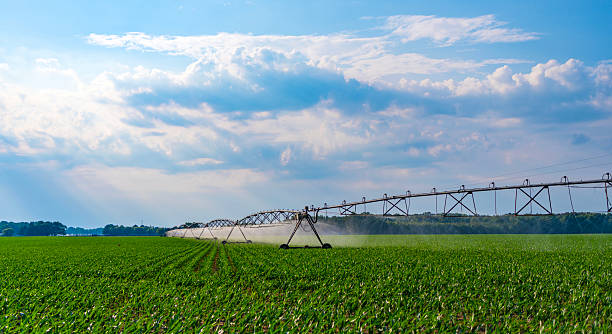 istock Drip irrigation system. Crop irrigation. Agriculture and farming. Irrigation system watering agricultural field in countryside. Organic vegetable farm. Water sprinkler irrigating field 2219510402
