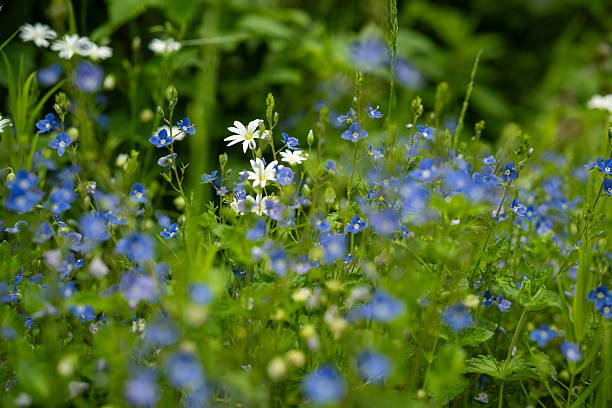 macrophotography of a group of Veronica filiformis with tiny blue blossoms
