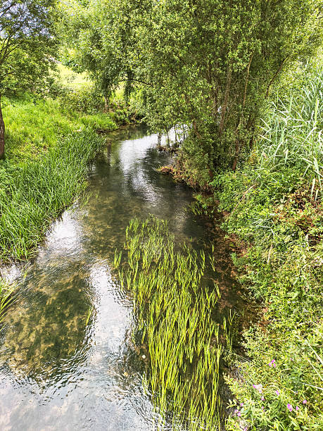 istock Serene stream flowing through lush greenery, sundappled surface reflecting tranquility. Evokes nature, peace. Ideal for travel, environment, wellness, design. 2219512911