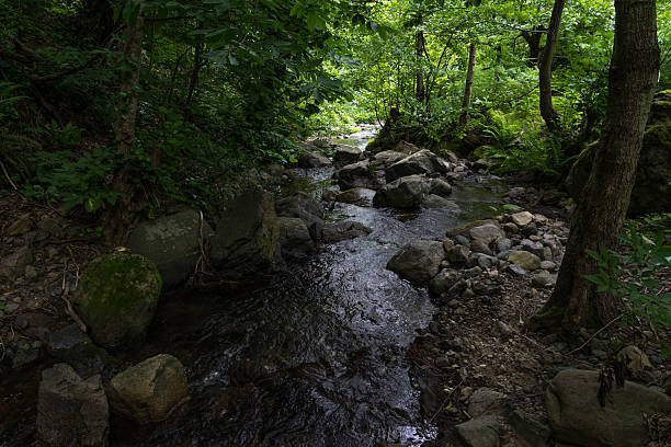 istock A small river in the forest between the stones, Georgia 2219513148