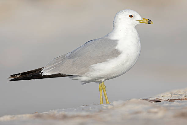 istock An adult ring-billed gull (Larus delawarensis) on the beach. 2219513202