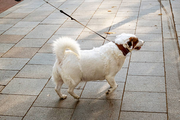 Dogs on the go