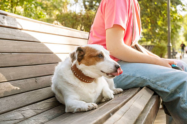 istock Happy Dog Relaxing on Park Bench with Owner 2219514365