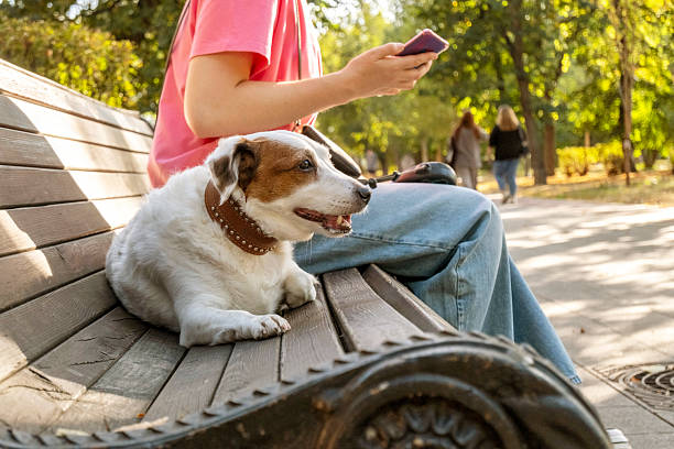 istock Person sitting on a bench in the park using a phone while a friendly dog rests beside them. The scene captures a peaceful moment of leisure and companionship on a sunny day. 2219514374