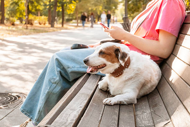 istock Relaxed Dog with Owner Using Phone on Park Bench 2219514376