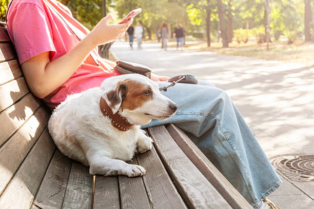 istock Relaxed Dog with Owner Using Phone on Park Bench 2219514377