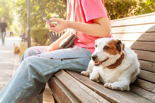 istock Dog Licking Lips While Relaxing on Park Bench 2219514378