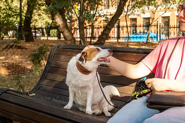 istock Owner Petting Happy Dog on Park Bench 2219514400