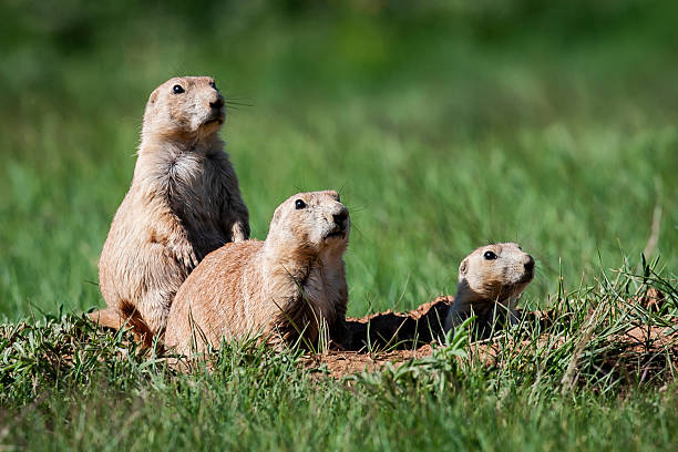 istock Three Prairie Dogs in the Wild 2 2219515628