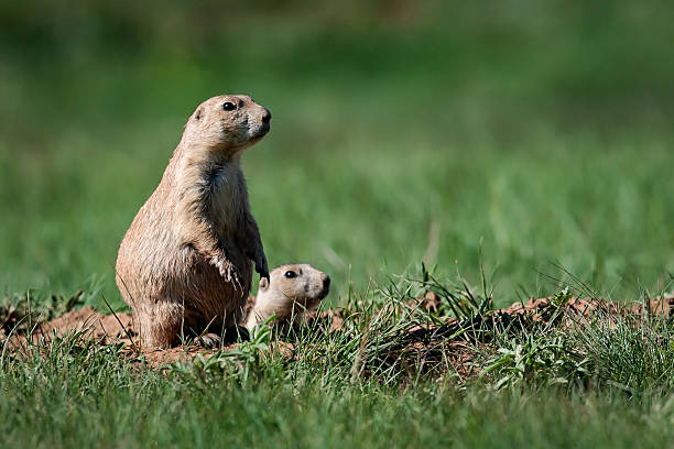 istock Two Prairie Dogs Watching for Predators 1 2219515665