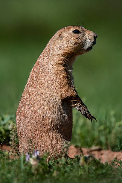 istock Prairie Dog Watching for Predators 2 2219515674