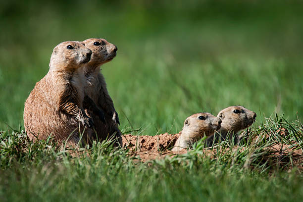istock Four Prairie Dogs in the Wild 2 2219515752