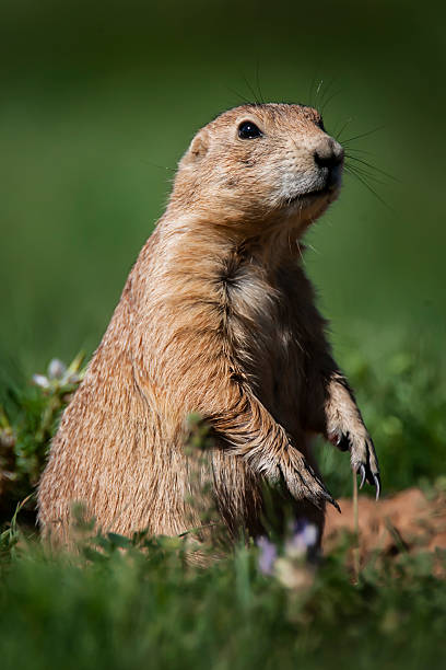istock Prairie Dog Watching for Predators 4 2219515789