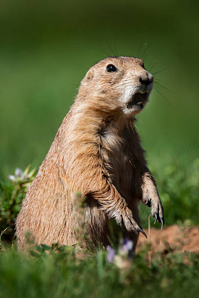 istock Prairie Dog Sending out a Warning 2219515795