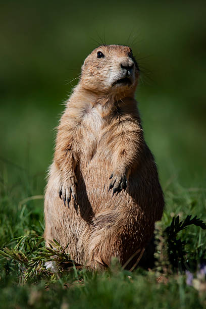 istock Prairie Dog Watching for Predators 5 2219515807