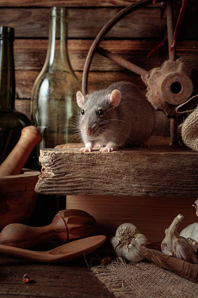 istock Rat on a table in an old shed. 2219518834