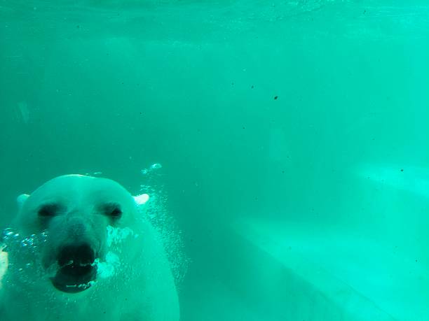 istock Polar polar bear swims underwater 2219519481