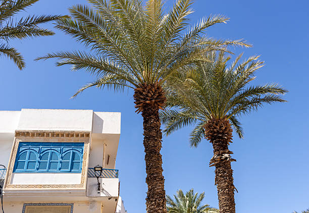 istock palm trees near a building with a blue window 2219519841