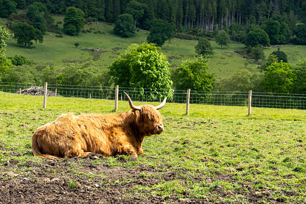 Loch Tummel is a 7 km long and narrow Loch (lake) which is traversed by roads on the north and south. The drive along is a exceptional scenic part of your Scotland trip.