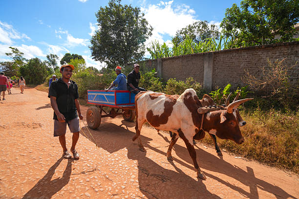 Madagascar - 30. April, 2024: On country road, an Ox is pulling a cart with two persons. The driver walks alongside with for leading the Ox. Behind, on the road there are some more people walking. The background is green with a large brick wall and blue sky on the top. Road not far from Ambalavau. South of Madagascar.