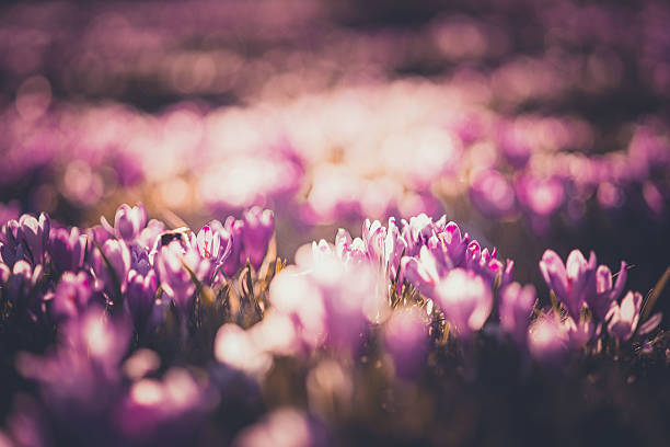 Close-up of croci blossoms, selective focus