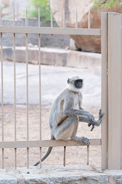Northern plains gray langur monkey sitting on a fence, wildlife of India.