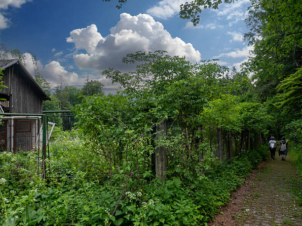 Cobblestone hiking path called Royal Path (Poteca Regala) in Sinaia, Romania